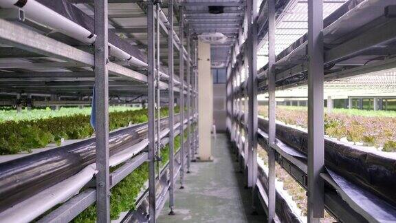 室内垂直农场的栽培植物作物架