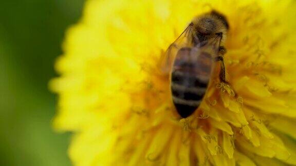 黄色的蒲公英和一只蜜蜂蜜蜂从蒲公英花上采集花蜜近处的花朵是黄色的蒲公英鲜亮的蒲公英花朵点缀在绿色的春日草地上