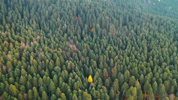叶迪格勒国家公园森林鸟瞰图有绿色和黄色叶子的树Bolu土耳其