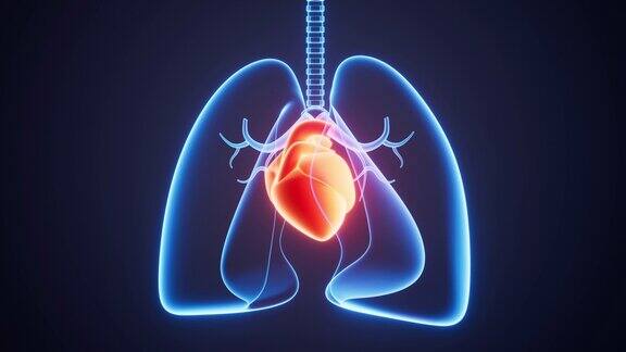 人体肺呼吸系统与心脏三维渲染