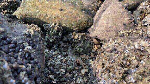 海边岩石上常见的长春螺、Littorinalittorea和藤壶