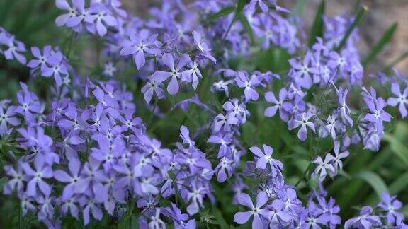 极好的蓝色深色中心蓝夹竹桃花夏季花园的花卉背景花坛上的长春花花蕾