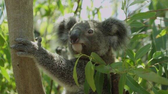 考拉在树上-澳大利亚