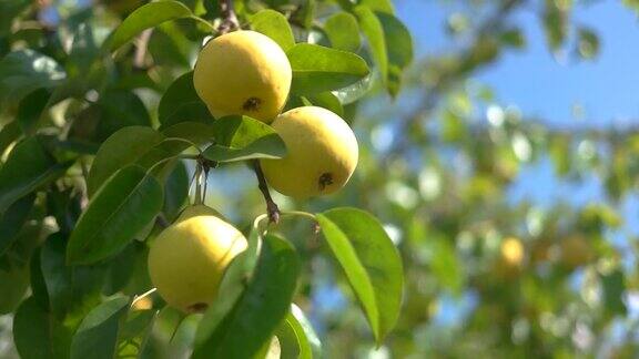 黄色的梨子在树枝上