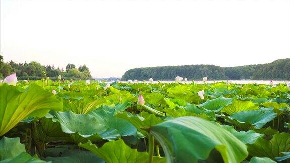 湖中的睡莲花