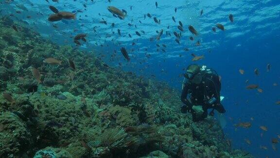 戴水肺的潜水员在海底的珊瑚礁里游泳