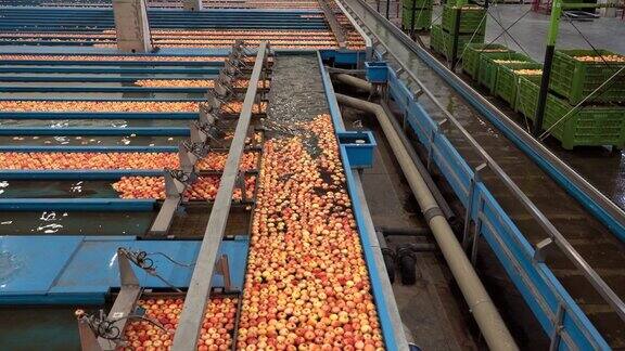 现代苹果加工厂的苹果采后加工