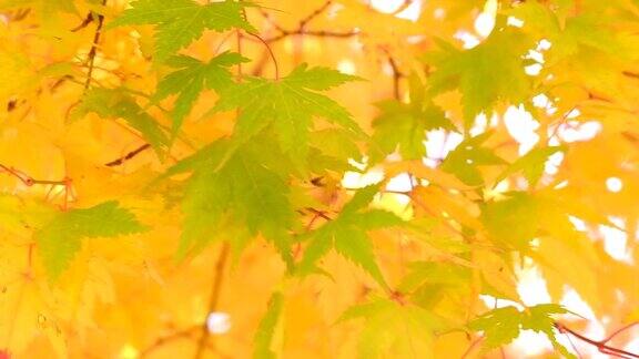 树叶的颜色变化秋天的枫