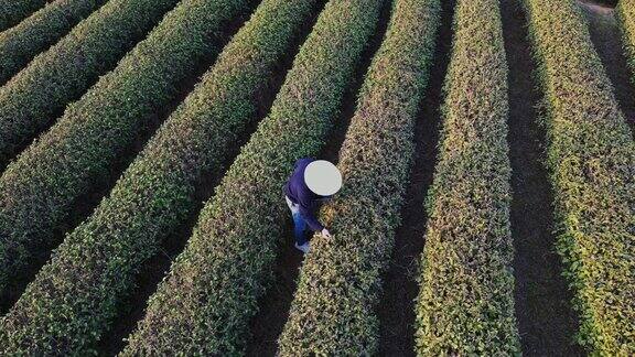 技术工人在茶园工作的鸟瞰图