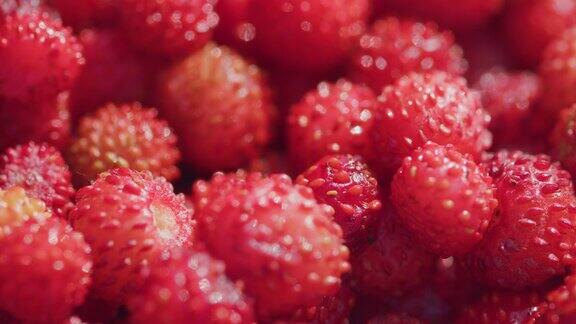 森林里采摘的野生红草莓食物中的新鲜维生素关闭了架的焦点