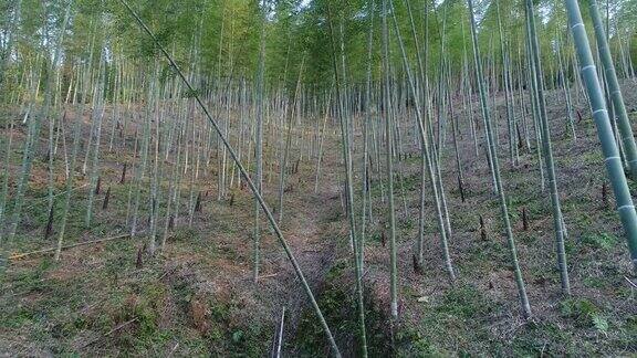 竹林在中国桂林