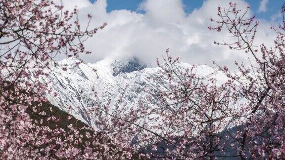 在雪山下的田野里生长着巨大的桃花