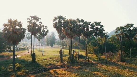 阳光穿过棕榈树的树枝阳光光线