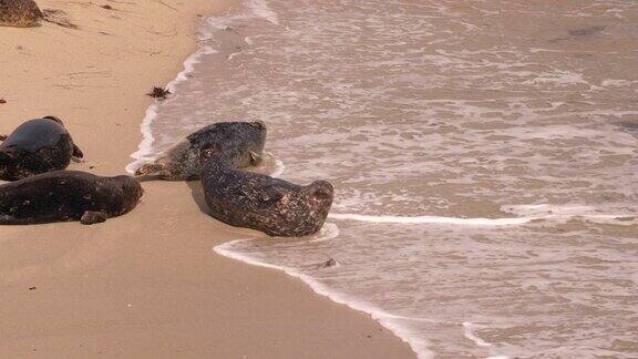 野生动物的超慢动作4K120帧:海豹在太平洋的海滩上加利福尼亚州美国