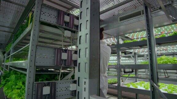 反向摄像机沿着走廊移动一个现代垂直农场与水培科学家身穿白大褂从事蔬菜和植物的种植