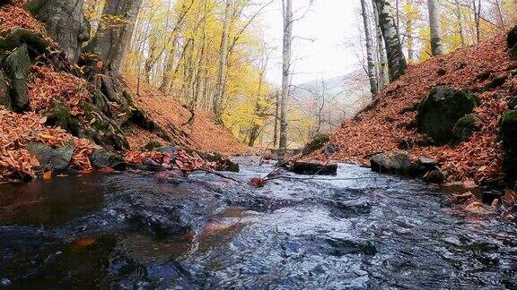 纯净的淡水流在秋天的森林里