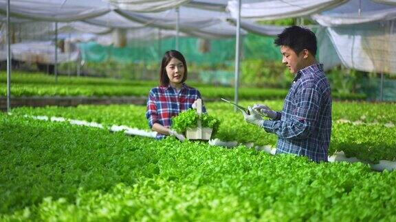 亚洲夫妇农民检查在一个水培农场的沙拉蔬菜在温室中生长的质量控制使用数字平板电脑收集数据在农业农场和水果产品的小企业