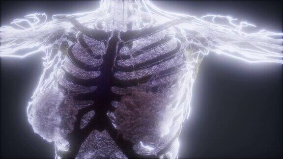 彩色人体动画显示骨骼和器官