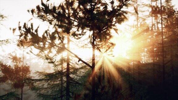 阳光穿过松树