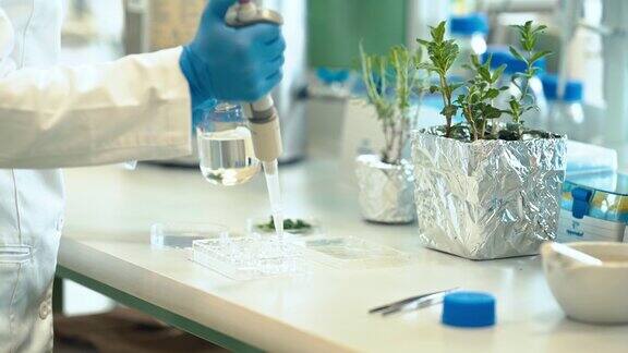 在生化科学实验室里测试植物样本科学家研究植物的遗传学