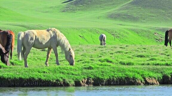 马在河边的绿草地上吃草