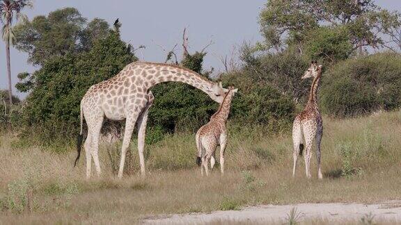 近距离观看成年和年轻的长颈鹿和成年在奥卡万戈三角洲的草原