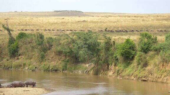 Gnus和河马在河边散步