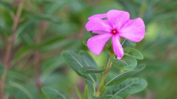 粉红色长春花或玫瑰色长春花