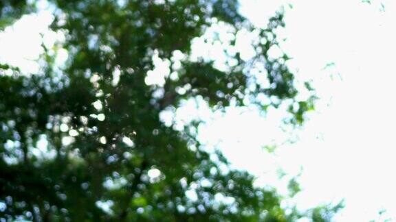 4K背景-无聚焦拍摄的树在自然和倾斜到天空