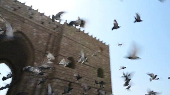 一群鸽子飞过巴布麦加吉达