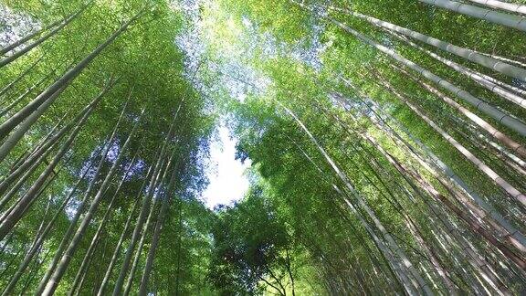 京都的绿色竹林