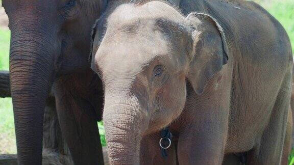 在一个阳光明媚的日子里泰国清迈山区的丛林中一头大象近距离拍摄的4K电影慢动作野生动物自然镜头