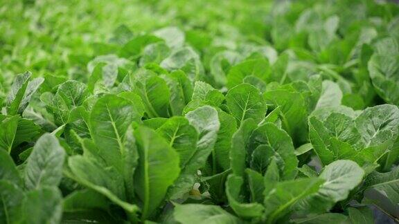 在大温室里生长的绿色蔬菜