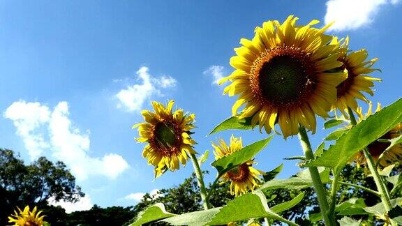 向日葵和蜜蜂在湛蓝的天空