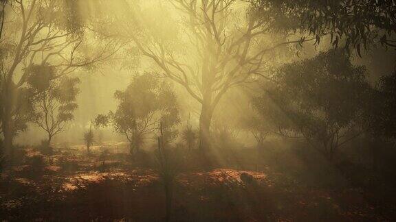 浓密而神秘的森林笼罩在浓雾中