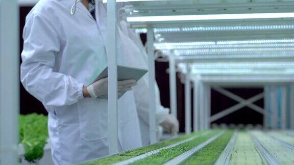 技术人员检查高科技温室中的植物高级科学家拿着分析植物的药片在蔬菜种植的收获水盘上水培过程在实验室