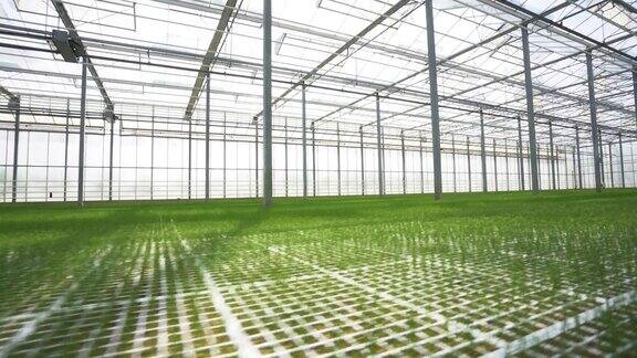 荷兰温室技术:电影之旅进入最先进的苗圃与温暖的玻璃环境