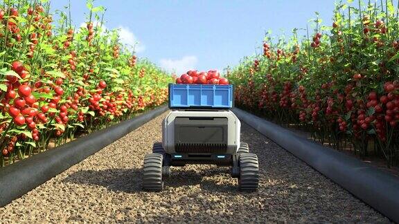 农业机器人在智能农场工作AGV机器人在番茄工厂运输西红柿