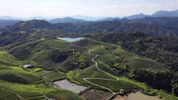 春季茶园鸟瞰图