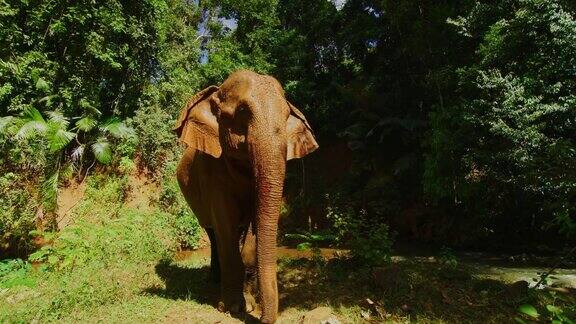 慢镜头60帧秒拍摄柬埔寨Mondulkiri丛林里一只母象在泥浴后从水中出来