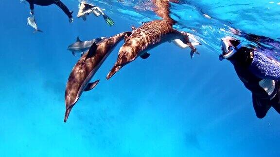 与海豚潜水水下风景