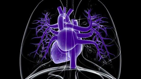 人体心脏解剖医学概念3D