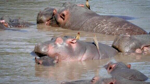 一群非洲河马在池塘里甜蜜地睡觉