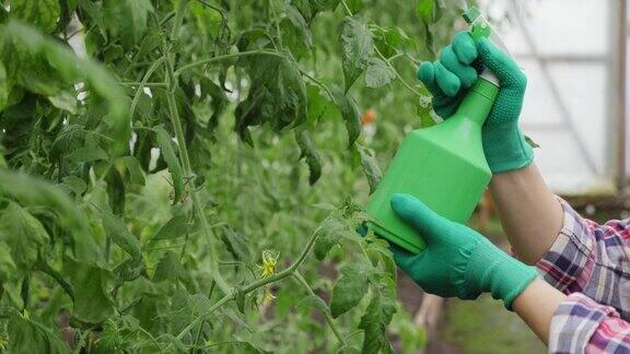 一个年轻女子正在温室里给植物喷水