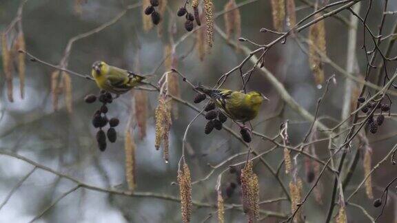 白俄罗斯的欧亚siskin(SpinusSpinus)吃桤木种子