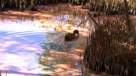 在蓝绿藻繁盛的红树湿地灰绿水鸭在高盐度的粉色水道上游来游去在旱季觅食无脊椎动物