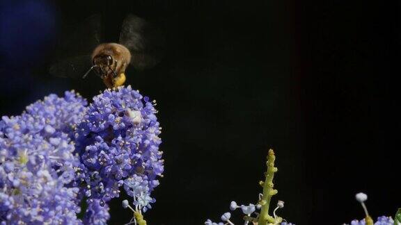 蜜蜂意大利蜜蜂飞行中的成虫带着花粉筐飞向花朵诺曼底4K慢镜头