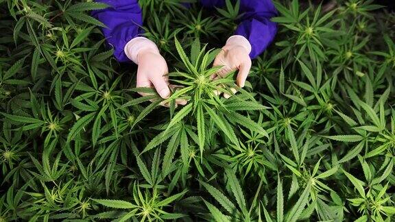 科学家查看大麻农场近实验系统取用少量大麻芽进行科学实验温室里种植的大麻农民在检查大麻有选择性的重点