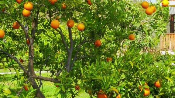 树枝上结橙果春季晴天