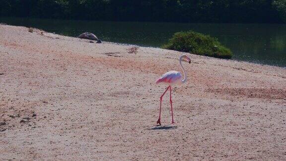 大粉红火烈鸟走在湖前野生动物保护区迪拜